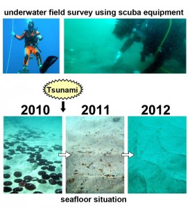 © Koji SEIKE. Photographs of underwater field survey (above) and seafloor at a sampling station in Funakoshi Bay, northeastern Japan (below).