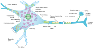 Motor proteins transporting a range of cargos in a neuron.
