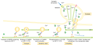 KIF17 cargo unloading mechanism. Vesicle-carrying KIF17 couples with calmodulin. When a calcium ion is introduced, calmodulin phosphorylates one of the KIF17 amino acids, causing the protein to release its cargo.