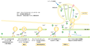 KIF17が積み荷を降ろすしくみ。小胞を運ぶKIF17にカルモジュリンが結合したところにカルシウムイオンがやってくると、カルモジュリンがKIF17のアミノ酸をリン酸化し、これによって積み荷が離れる。