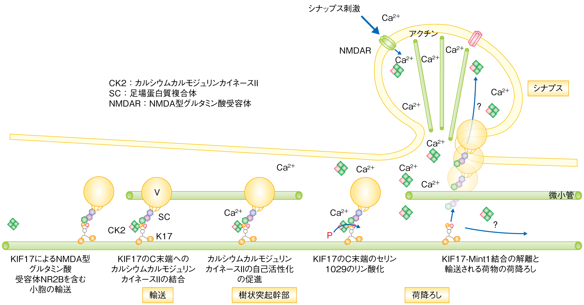 細胞内輸送の解明にかける思い 東京大学