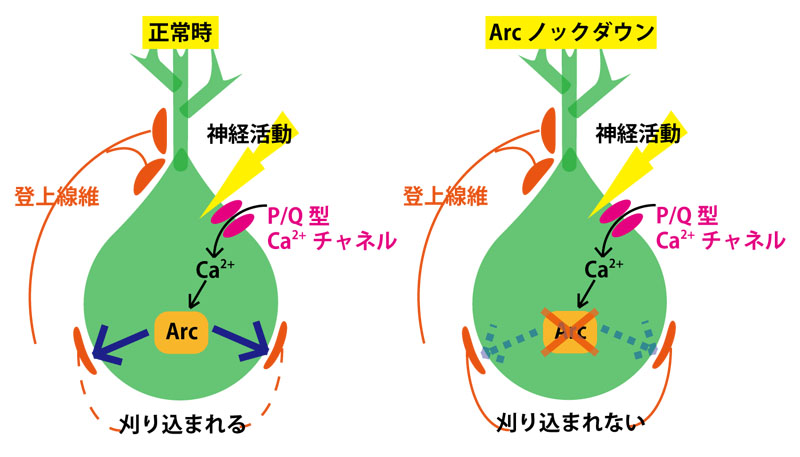 シナプス刈り込みに関する研究はどこに向かっているのでしょうか?
