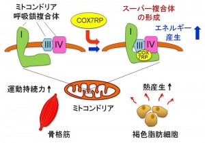 © Kazuhiro Ikeda and Satoshi Inoue.