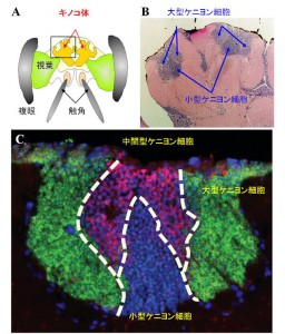 ミツバチ脳のキノコ体の傘の中に存在する3種類のケニヨン細胞