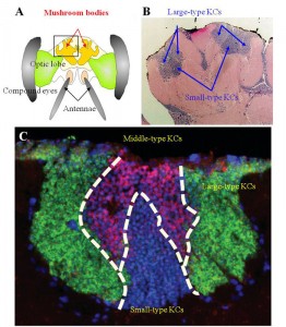 Three types of Kenyon cells (KCs) that are present inside of the calyces of the honeybee mushroom bodies.