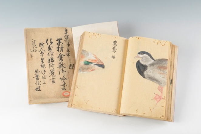 Image 5: Investigation of medicinal plants, birds and wild animals in Korea in the Yedo era (Soke collection), Edo period, 1721-31. Historiographical Institute