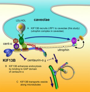 © Kanai Y. et al., 2014. Originally published in The Journal Cell Biology. doi: 10.1083/jcb.201309066.