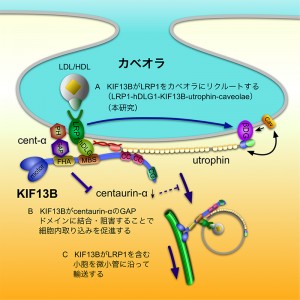 © Kanai Y. et al., 2014. Originally published in The Journal Cell Biology. doi: 10.1083/jcb.201309066