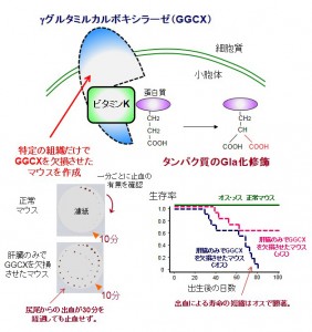 © 東 浩太郎、井上 聡