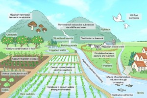 Figure 1: Multiple research themes. Group surveys are conducted at various agriculture-related sites to study such topics as the adsorption of cesium to soil, its migration from soil to crops, the contamination of wildlife and livestock, cesium runoff from uplands, its absorption by mushrooms, and rice paddy decontamination methods. (c) Riopopo. Figure 1: Multiple research themes.Group surveys are conducted at various agriculture-related sites to study such topics as the adsorption of cesium to soil, its migration from soil to crops, the contamination of wildlife and livestock, cesium runoff from uplands, its absorption by mushrooms, and rice paddy decontamination methods. (c) Riopopo.