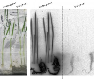 Photo 1: Comparison of cesium uptake in soil-grown and water-grown rice. Soil-grown rice with roots extended into the soil did not absorb cesium even when the soil and the water in contact with it contained cesium. In contrast, water-grown rice, without soil around its roots, did absorb cesium contained in the water contacting the roots. (c) Natsuko I. Kobayashi. Photo 1: Comparison of cesium uptake in soil-grown and water-grown rice. Soil-grown rice with roots extended into the soil did not absorb cesium even when the soil and the water in contact with it contained cesium. In contrast, water-grown rice, without soil around its roots, did absorb cesium contained in the water contacting the roots. (c) Natsuko I. Kobayashi.