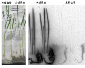 写真3:イネによるセシウム吸収の、土耕と水耕の比較。土中に根が伸びた土耕のイネは、土壌やその上に溜まった水にセシウムが含まれていても吸収しなかった。一方で土を使わない水耕のイネは、根が触れている水に含まれているセシウムを吸収した。 (c) Natsuko I. Kobayashi. 写真3:イネによるセシウム吸収の、土耕と水耕の比較。土中に根が伸びた土耕のイネは、土壌やその上に溜まった水にセシウムが含まれていても吸収しなかった。一方で土を使わない水耕のイネは、根が触れている水に含まれているセシウムを吸収した。 (c) Natsuko I. Kobayashi.