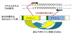 タンパク質によるメチル化すべきDNA配列の認識