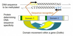 Recognition of DNA sequence to be methylated by a protein.