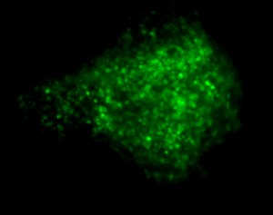 The present strategy efficiently generates osteoblast-like cells (green) from mouse ES cells that are engineered to express green fluorescent protein (GFP) upon osteoblast differentiation.