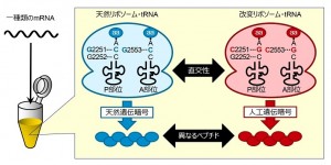© 2014 菅 裕明 通常(天然)のリボソーム・tRNAと改変リボソーム・tRNAの組み合わせを一種類のメッセンジャーRNA(mRNA)と混合する。天然のリボソーム・tRNAは天然の遺伝暗号に従って天然アミノ酸を含むペプチドを、改変リボソーム・tRNAは人工的に作った遺伝暗号に従って非天然アミノ酸を含むペプチドをそれぞれ独立に翻訳する。