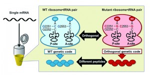 © 2014 Hiroaki Suga. Both wild-type (WT) and engineered ribosome-tRNA pairs were mixed with a single type of mRNA. The WT ribosome-tRNA pair produced a peptide containing natural amino acids following WT genetic code, and the engineered pair produced a peptide containing non-natural amino acids following an artificial genetic code.
