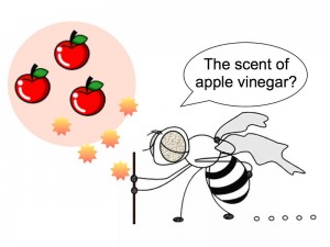 Cell death of olfactory neurons determines food-attraction behavior in aged flies.