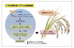 イネにおけるいもち菌感染から抵抗性を示すまでのシグナル伝達の模式図。通常、転写因子OsWRKY53はOsMKK4-OsMPK3/PsMPK6によりリン酸化されて、最終的に病害に対する抵抗性を発現するようになる。疑似リン酸化型OsWRKY53をイネに導入して過剰に発現させると、病害抵抗性に関与するタンパク質が発現されて、耐病性が向上する。