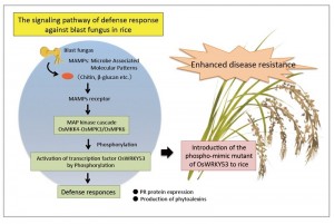 The signaling pathway of defense response against blast fungus in rice. The signaling pathway of defense response against blast fungus in rice. The OsMKK4-OsMPK3/OsMPK6 cascade regulates transactivation activity of OsWRKY53, and overexpression of the phospho-mimic mutant of OsWRKY53 leads to activation of a defense response against the blast fungus in rice plants.