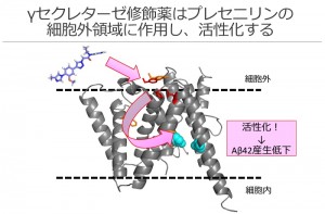 © 2014 富田 泰輔 γセクレターゼ修飾薬はγセクレターゼの酵素活性を担うプレセニリンの細胞外に作用し、膜内に存在する活性中心の構造を変化させる。この構造変化により、γセクレターゼが活性化され神経細胞におけるAβ42の産生を低下させる。
