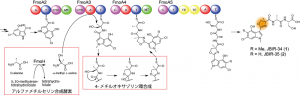 JBIR-34、-35の生合成経路。FmoHによって合成されたアルファメチルセリンは非リボソームペプチド合成酵素FmoA3に取り込まれ、ヘテロ環化によって4-メチルオキサゾリン環が合成される。JBIR-34、 35はFmoA3を含む4つの非リボソームペプチド合成酵素からなる“組み立て装置”によって合成される。