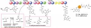 © 2014 Yohei Katsuyama. Biosynthesis pathway of JBIR-34 and -35. The nonribosomal peptide synthetase FmoA3 utilizes alpha-methylserine, which is synthesized by FmoH, to produce 4-methyloxazoline by heterocyclization. JBIR-34 and -35 are synthesized by the assembly line composed of four nonribosomal peptide synthetases including FmoA3.