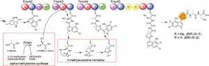 Biosynthesis pathway of JBIR-34 and -35. The nonribosomal peptide synthetase FmoA3 utilizes alpha-methylserine, which is synthesized by FmoH, to produce 4-methyloxazoline by heterocyclization. JBIR-34 and -35 are synthesized by the assembly line composed of four nonribosomal peptide synthetases including FmoA3. 