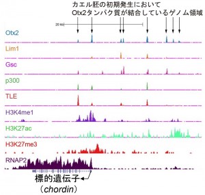 © 2014 安岡有理、平良眞規 ChIPシークエンス解析結果の一例。各種タンパク質がネッタイツメガエル胚のゲノムのどこに結合しているのかをピークで示している。図の例は、初期発生における重要な遺伝子(chordin)の近傍に、これらのタンパク質が結合してその遺伝子の発現を調節していることを示唆している。本研究ではchordin遺伝子の上流にOtx2とLim1が結合することで、オーガナイザーにおいてこの遺伝子のスイッチをオンにすることが示された。