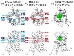 © 2014 田之倉 優、永田 宏次 PBAN受容体の点変異体解析により明らかとなった (a) PBANとの結合に重要な残基と (b) 情報伝達(PBAN結合による細胞質内Ca2+濃度上昇)に重要な残基。(c) コンピュータシミュレーションにより得られたPBAN C末端活性部位(C5; F-S-P-R-L-NH2)とPBAN受容体複合体の構造モデル。PBAN C末端活性部位(C5)を緑の球体で示す。PBAN受容体は7本の細胞膜貫通へリックスを有しており、N末端から順にTM1-TM7と呼ばれる((c)中に図示)。