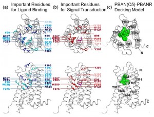 © 2014 Masaru Tanokura, Koji Nagata. Location of functionally important residues in PBANR. The important residues identified by Ala substitution for (A) PBAN binding, and (B) Ca2+ mobilization are colored and labeled in the homology-based model of PBANR. (C) The docking model of the minimal active fragment of PBAN (C5; F-S-P-R-L-NH2) and PBANR. The bound ligand (C5) is depicted in the space-filling model. The seven transmembrane helices (TMs) in PBANR are numbered as TM1-TM7 from the N-terminus.