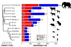 13種の哺乳類ゲノム中に存在する嗅覚受容体遺伝子の数。「分断遺伝子」は、ゲノム配列データが不完全なため、現時点では機能遺伝子か偽遺伝子かを判定できないような配列。生物種名の左に系統関係を示した。