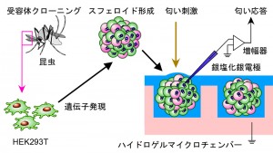 昆虫匂い受容体を利用した、気相匂い刺激の検出 昆虫匂い受容体を利用した、気相匂い刺激の検出。フォトリソグラフィーで作製した培養チェンバーで、匂い受容体を発現したスフェロイドを作製する。それを水分を保持したハイドロゲルチェンバー内に設置することで、匂い刺激に対するイオンチャネルの反応を、細胞外電位変化としてできる。