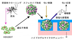 昆虫匂い受容体を利用した、気相匂い刺激の検出。フォトリソグラフィーで作製した培養チェンバーで、匂い受容体を発現したスフェロイドを作製する。それを水分を保持したハイドロゲルチェンバー内に設置することで、匂い刺激に対するイオンチャネルの反応を、細胞外電位変化としてできる。