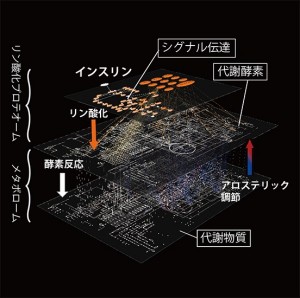 Graphical abstract from Yugi et al. (2014) Cell Reports (CC BY 3.0) translated from English. Graphical abstract from Yugi et al. (2014) Cell Reports (CC BY 3.0) translated from English. リン酸化プロテオーム階層とメタボローム階層をつなぐことにより得られた、インスリン代謝制御ネットワーク。従来は部分的な知見に基づいて推測するしかなかったインスリン代謝制御ネットワークの全貌を初めて明らかにすることに成功しました。