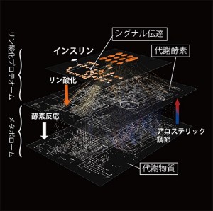 Graphical abstract from Yugi et al. (2014) Cell Reports (CC BY 3.0) translated from English. リン酸化プロテオーム階層とメタボローム階層をつなぐことにより得られた、インスリン代謝制御ネットワーク。従来は部分的な知見に基づいて推測するしかなかったインスリン代謝制御ネットワークの全貌を初めて明らかにすることに成功しました。