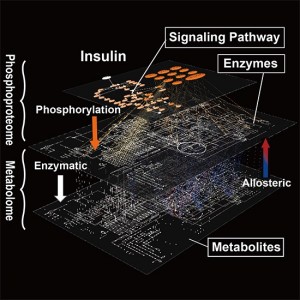 Graphical abstract from Yugi et al. (2014) Cell Reports (CC BY 3.0). Graphical abstract from Yugi et al. (2014) Cell Reports (CC BY 3.0). A global molecular network of metabolic regulation by insulin underlying across the protein phosphorylation layer and metabolite layer. The trans-omic analysis, a methodology developed in this study, enabled the reconstruction of the entire landscape of the global network of insulin regulation of metabolism that could have been only guessed at from a patchwork of partial knowledge.