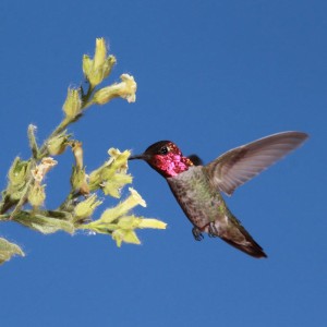 ハチドリは花蜜の甘さを感じることができる。