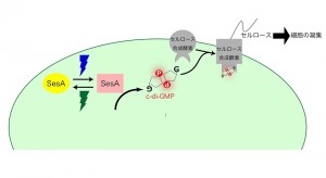 提唱したSesAのシグナル伝達経路。光受容体SesAは青色光と緑色光とを感知し、青色光下でc-di-GMPを合成します。合成されたc-di-GMPはセルロースを合成するタンパク質に結合し、そのセルロース合成を活性します。合成されたセルロースが細胞の凝集を誘導します。