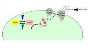 提唱したSesAのシグナル伝達経路 提唱したSesAのシグナル伝達経路。光受容体SesAは青色光と緑色光とを感知し、青色光下でc-di-GMPを合成します。合成されたc-di-GMPはセルロースを合成するタンパク質に結合し、そのセルロース合成を活性します。合成されたセルロースが細胞の凝集を誘導します。
