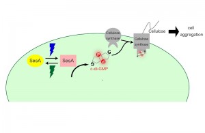 A proposed signaling pathway for SesA. Blue-light irradiation photoconverts SesA into the active form, which catalyzes the formation of c-di-GMP via its diguanylate cyclase activity. When the cellulose synthase binds c-di-GMP, it produces cellulose. Extracellular cellulose accumulation results in cell aggregation.