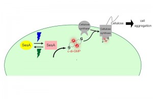 A proposed signaling pathway for SesA. A proposed signaling pathway for SesA. Blue-light irradiation photoconverts SesA into the active form, which catalyzes the formation of c-di-GMP via its diguanylate cyclase activity. When the cellulose synthase binds c-di-GMP, it produces cellulose. Extracellular cellulose accumulation results in cell aggregation.