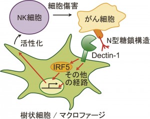 © 2014 Tadatsugu Taniguchi. 自然免疫受容体Dectin-1が、がん細胞の細胞膜表面に発現するN型糖鎖構造を認識し、転写因子IRF5を介して、がん細胞を殺傷するナチュラルキラー細胞(NK細胞)を活性化する。