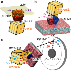 © 2014 関口博史 (a) アセチルコリン結合タンパク質に金ナノ結晶を標識した模式図 (b)アセチルコリン受容体に金ナノ結晶を標識した模式図。(c)X線1分子追跡法の概略図。測定したい分子に金ナノ結晶を標識し、その傾斜運動(θ)およびねじれ運動(χ)を測定する。