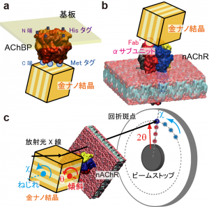 (a) アセチルコリン結合タンパク質に金ナノ結晶を標識した模式図 (b)アセチルコリン受容体に金ナノ結晶を標識した模式図。(c)X線1分子追跡法の概略図。測定したい分子に金ナノ結晶を標識し、その傾斜運動(θ)およびねじれ運動(χ)を測定する。