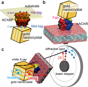© 2014 Hiroshi Sekiguchi. DXT measurements of AChBP (acetylcholine binding protein) and nAChR. (a-b): Schematic of the immobilisation of gold nanocrystals on AChBP (a) and nAChR (b). (c): Schematic of the tilting (θ) and twisting (χ) motions observed by DXT.