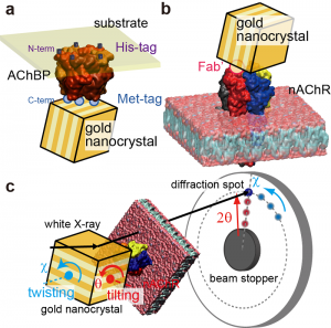 DXT measurements of AChBP (acetylcholine binding protein) and nAChR. (a-b): Schematic of the immobilisation of gold nanocrystals on AChBP (a) and nAChR (b). (c): Schematic of the tilting (θ) and twisting (χ) motions observed by DXT.