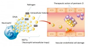 Long pentraxin 3 (PTX3) protects endothelial cells from extracellular histone cytotoxicity. In severe sepsis, neutrophil extracellular traps (NETs) released from neutrophils towards pathogens or histones released from damaged cells accumulate in the blood as extracellular histones, where they cause damage to endothelial cells, resulting in organ failure. PTX3 causes histones to aggregate, protecting endothelial cells.