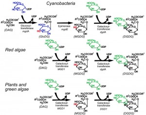 Comparison of galactolipid biosynthetic pathways in cyanobacteria, red algae, and green plants. Comparison of galactolipid biosynthetic pathways in cyanobacteria, red algae, and green plants. The mgdE gene encodes the epimerase that catalyzes the conversion of glucolipids (GlcDG) to galactolipids (MGDG). Only cyanobacteria have this gene. In contrast, in red algae and green plants, MGDG is directly synthesized by transfer of galactose to diacylglycerol.