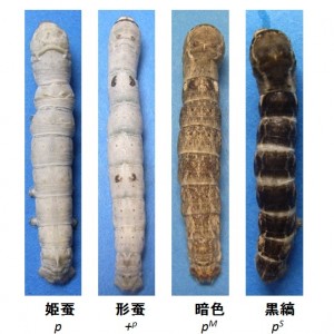 カイコp遺伝子座に属する4つの突然変異体 カイコp遺伝子座に属する4つの突然変異体